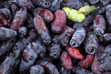 Honeysuckle berries background