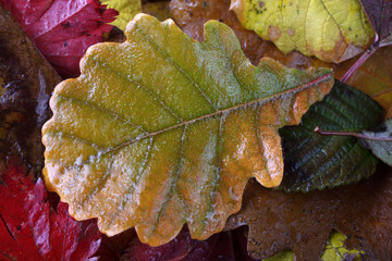 Autumn leaves background