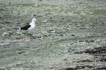 Einsame Möwe am Steinstrand in Neuseeland 