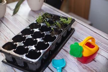 seedling plate on table with sprouted microgreen arugula. Planting seedlings for beds.