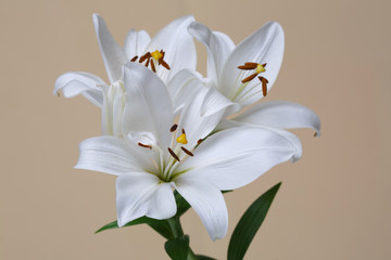 Bouquet of white lilies isolated on a beige background.