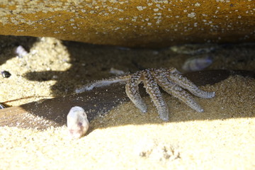 Close Up Seestern unter einem Felsen