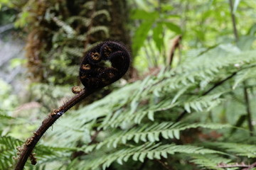 Koru schwarz
