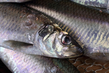 Herring on net