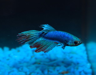 Fototapeta premium Turquoise and Blue Siamese fighting fish in a home aquarium Beta fish 