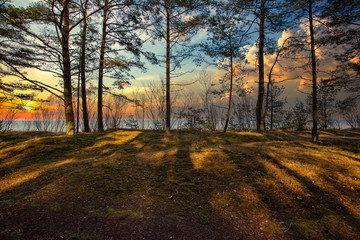 Fototapeta premium Forest by the sea