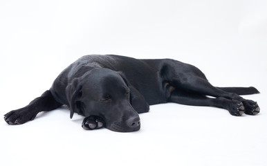 Black Labrador retriever