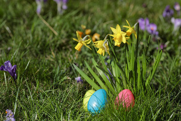 Osterglocken mit Ostereiernest