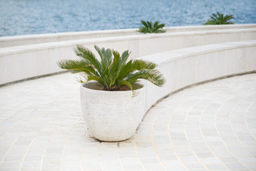 Palm tree in a pot on the promenade in Tivat, Montenegro.