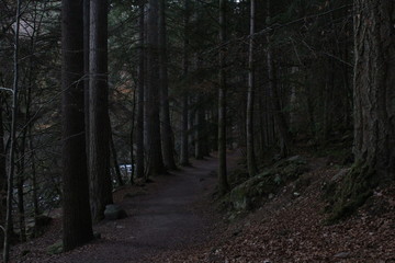 camino por bosque misterioso con grandes árboles a los lados