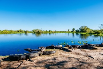 Lake surrounded by American crocodiles and greenery under the sunlight and a blue sky