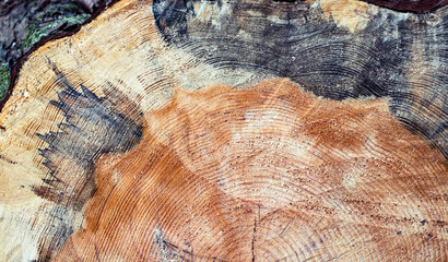 Closeup view of end cut wood tree section