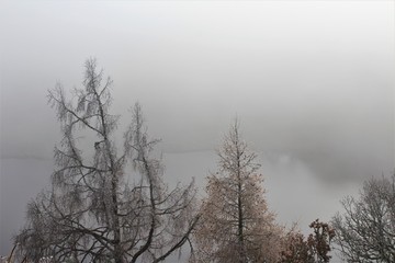ÁRBOLES HELADOS CON UNA NIEBLA BAJA SOBRE UN LAGO