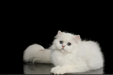 Cute British breed Cat, White color with Blue eyes, Lying and looks Curious on Isolated Black Background, side view