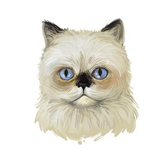Colorpoint Persian cat isolated on white. Digital art illustration of hand drawn domestic pet for web. Head of kitten Himalayan Colourpoint Persian, cat with blue eyes, cute kitten portrait. © dneprstock