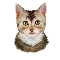 European shorthair cat isolated on white. Digital art illustration of hand drawn playful mammal for web. Head of domestic kitten with short haired coat watercolor, Celtic Shorthair cat portrait. © dneprstock