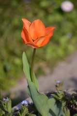 Top view of one delicate vivid orange tulip in a garden in a sunny spring day, beautiful outdoor floral background photographed with soft focus