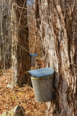 Fototapeta premium Sweet Mother Nature