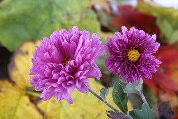 Chrysanthemums and autumn leaves