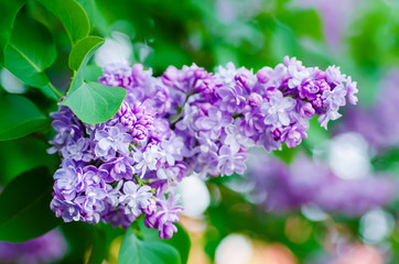 Spring lilac flowers