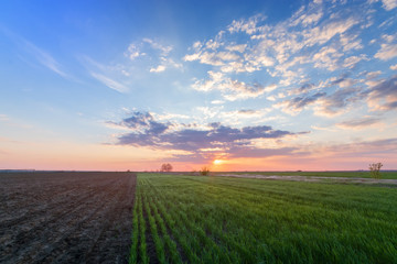Fototapeta na wymiar sunset on the field of young wheat / sunset time natural beauty of the field of Ukraine