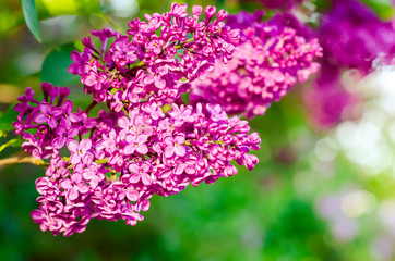 Spring lilac flowers