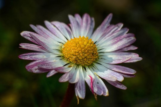 Close-up of daisy flower against blurted background 