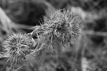 vertrocknete Distel , Schwarz-weiß, Close up