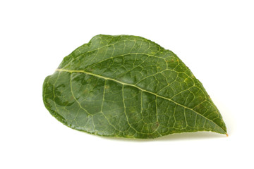 Obraz premium Blueberry and leaf