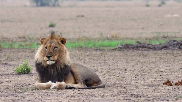 A Tired Black Mane Lion Resting and yawning On The Dry Field In Nxai Pan, Botswana - Wide Shot