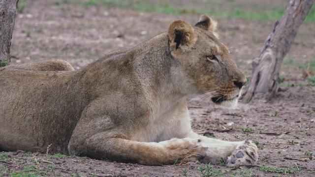 A beautiful lioness laying on the ground, resting - close up