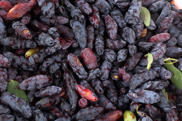 Honeysuckle berries background