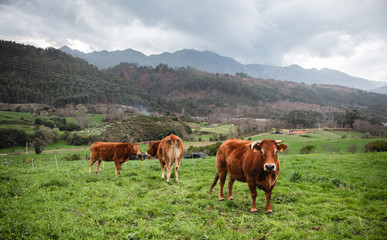 Fototapeta na wymiar Cows on the field grazing