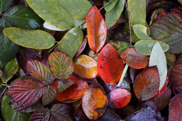 Autumn leaves background