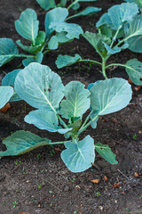 white-headed cabbage seedlings sprouts, vegetable garden beds (healthy organic food) menu concept background. top view. copy spaces
