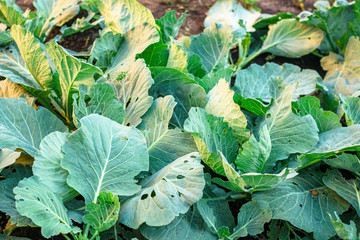 Naklejka premium white-headed cabbage seedlings sprouts, vegetable garden beds (healthy organic food) menu concept background. top view. copy spaces