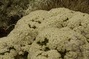 Vegetable Sheep Neuseeland mit Tautropfen