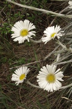 Malborough Daisy Neuseeland