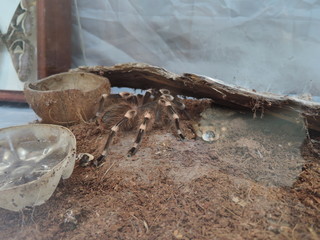 large furry spider in a terrarium, an exotic pet