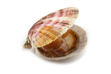 Opened scallop