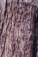 Cose up colorful of the bark for background