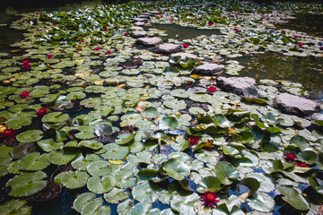 Obraz na płótnie Canvas Vista general de un lago lleno de nenúfares con flores de colores