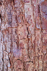 Cose up colorful of the bark for background