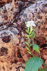 Cose up colorful of little white flower and the bark for background