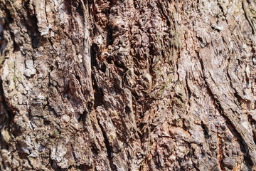 Cose up colorful of the bark for background
