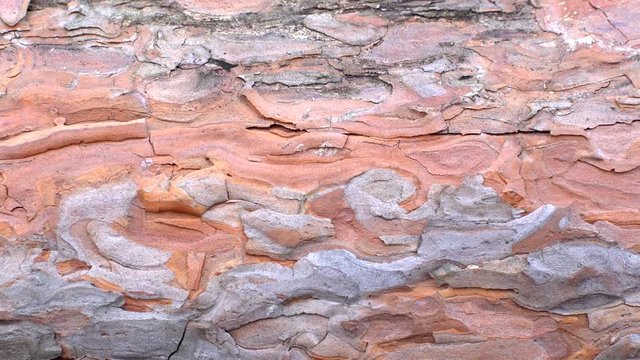 Pattern of the Pine-tree bark. Dolly shot.