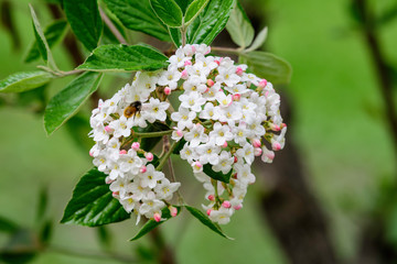 Shrub with white flowers of Viburnum opulus plant, known as guelder rose, water elder, cramp bark, snowball tree and European cranberrybush, in a sunny spring garden, beautiful floral background