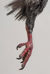 Paw of a wild dove. Macro photo. Texture of feathers, leather, claws.