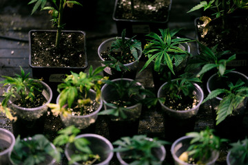 Marijuana Cannabis Plants in pots