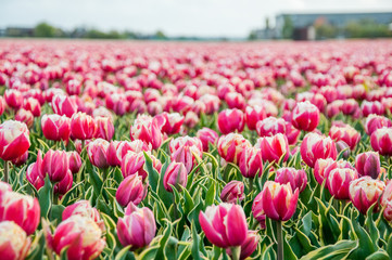 field of pink tulips